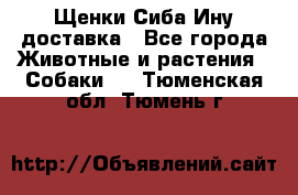 Щенки Сиба Ину доставка - Все города Животные и растения » Собаки   . Тюменская обл.,Тюмень г.